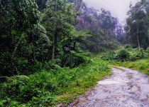 Atlantic Forest North of Sao Paulo and Itatiaia Birdwatching with DBB Tours