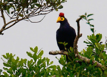 12 Days Bird Watching in Uganda