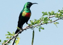 15 Days Birding Rift Endemics and Uganda Wildlife