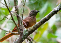 10 Days Birding Uganda Tour