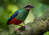 12 Days Green-breasted Pitta and African Green Broadbill Birding