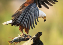 14 Days Birding Rift Endemics and Uganda Wildlife