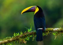 Pakistan Private Birding and Wildlife Photography with Bilal Qazi