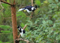 Custom Mexico Birding Guiding with Rene Valdes