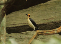 Ghana Private Birding Guide with Yaw Illias