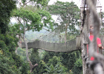 Ghana Private Birding Guide with Yaw Illias