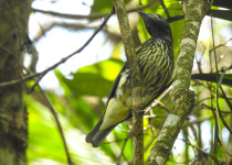 Bare-throated Bellbird in the montane Atlantic Forest near Teresopolis