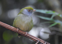 Pin-tailed Manakin in the Atlantic Forest near Teresopolis