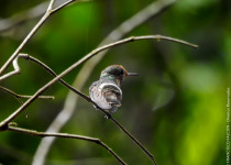 Frilled Coquette in Atlantic Forest habitat near Casimiro de Abreu