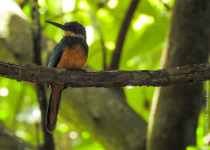 Rufous-tailed Jacamar in the Lakes Region of Rio de Janeiro state