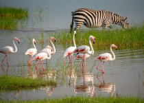 15-Day Luxury Birding Safari in Tanzania with Wings Explorers Tours