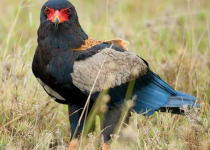 15-Day Luxury Birding Safari in Tanzania with Wings Explorers Tours