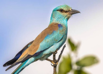 15-Day Luxury Birding Safari in Tanzania with Wings Explorers Tours