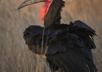 15-Day Luxury Birding Safari in Tanzania with Wings Explorers Tours