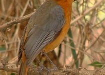 15-Day Luxury Birding Safari in Tanzania with Wings Explorers Tours