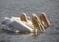 10-Day Tanzania Birding Safari with Wings Explorers Tours