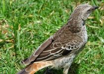 10-Day Tanzania Birding Safari with Wings Explorers Tours