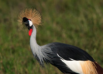 10-Day Tanzania Birding Safari with Wings Explorers Tours