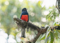 Atlantic Forest Birdwatching and Photography with BirdsRio