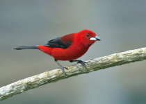 Pantanal Birdwatching and Wildlife Photography with BirdsRio