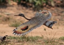 Cerrado Birdwatching and Photography with BirdsRio