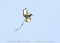 BirdsRio cerrado birdwatching tour