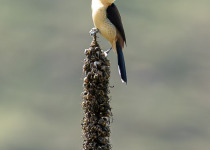 BirdsRio cerrado birdwatching tour