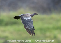 BirdsRio cerrado birdwatching tour