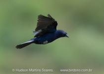 BirdsRio cerrado birdwatching tour