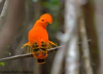 BirdsRio amazon birdwatching tour