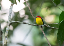 BirdsRio amazon birdwatching tour