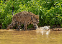 BirdsRio pantanal birdwatching tour