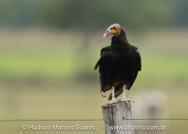 BirdsRio pantanal birdwatching tour
