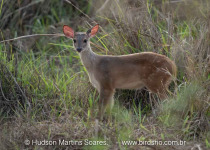 BirdsRio pantanal birdwatching tour