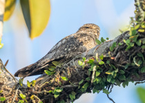 BirdsRio atlantic birdwatching tour