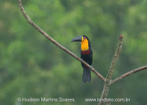 BirdsRio atlantic birdwatching tour