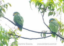 BirdsRio atlantic birdwatching tour