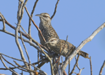 Private Birding Day from Merida