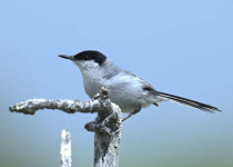 Private Birding Day from Merida