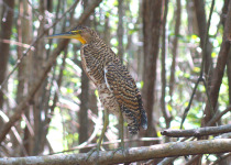 Celestun Birding Day from Merida