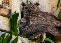 Uxmal and Puuc Route Birding Day