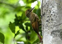 Xocen Reserve Birding from Valladolid