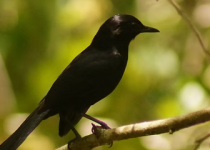Chichen Itza and Chankom Birding Morning