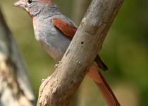 Chichen Itza and Chankom Birding Morning