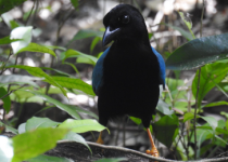 Coba Birding Tour with Lagoon and Ruins