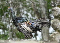 Coba Birding Tour with Lagoon and Ruins