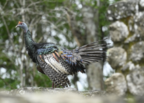 Calakmul Birding Expedition