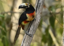 Puerto Morelos Toh Reserve Birding