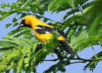 Puerto Morelos Toh Reserve Birding
