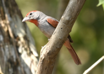 Cozumel Island Birding Day